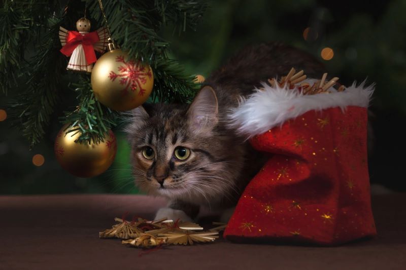 Pet safety with Flocked Christmas trees