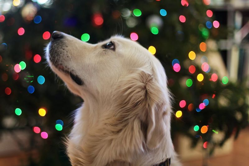 dog and christmas tree